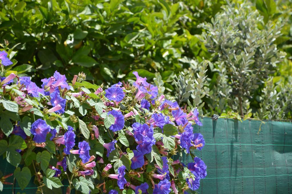 Guest House Al Giardino Dei Limoni Favignana Exterior photo